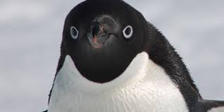 a penguin